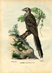 Gelbschnabelkuckuck, 1863-79